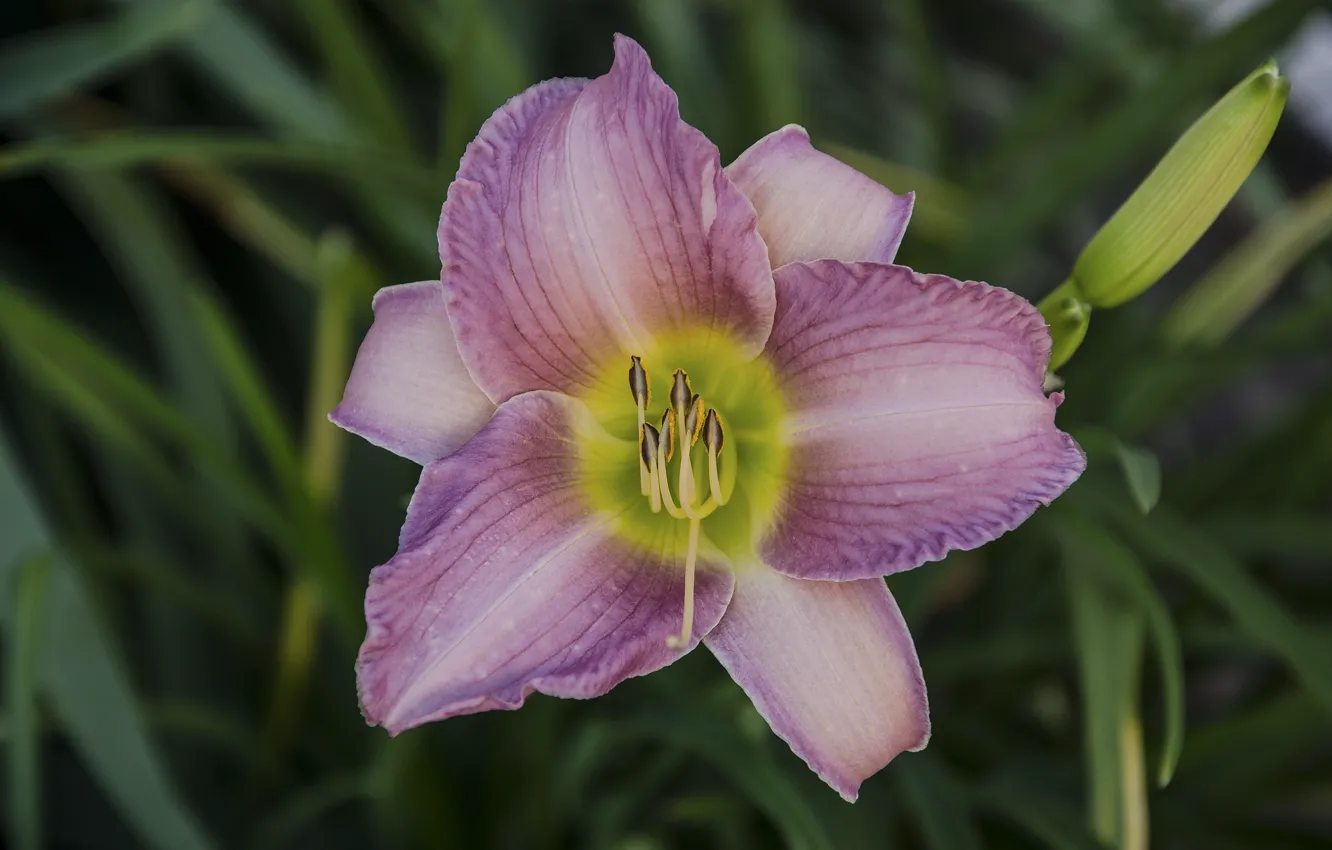 Photo wallpaper flowers, Lily, Pink Lily