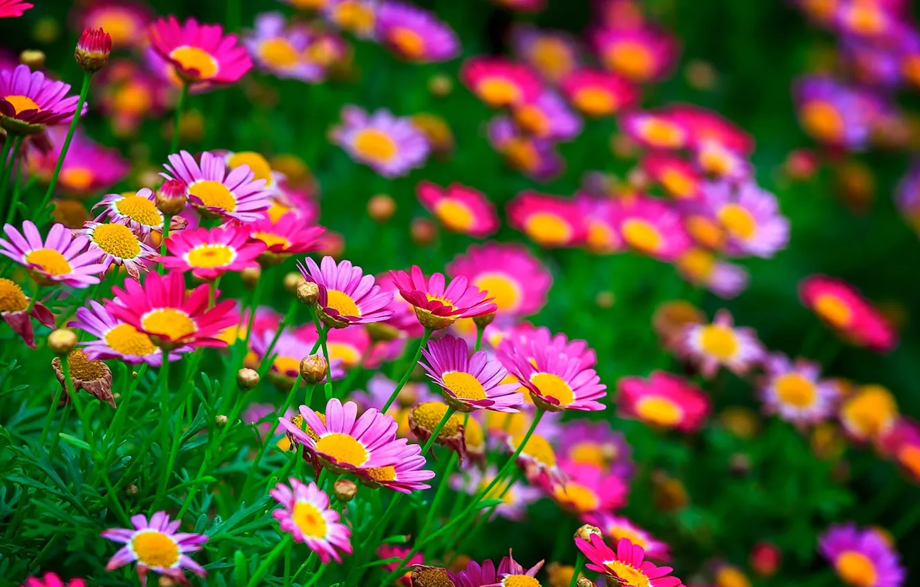 Photo wallpaper field, grass, nature, petals, meadow