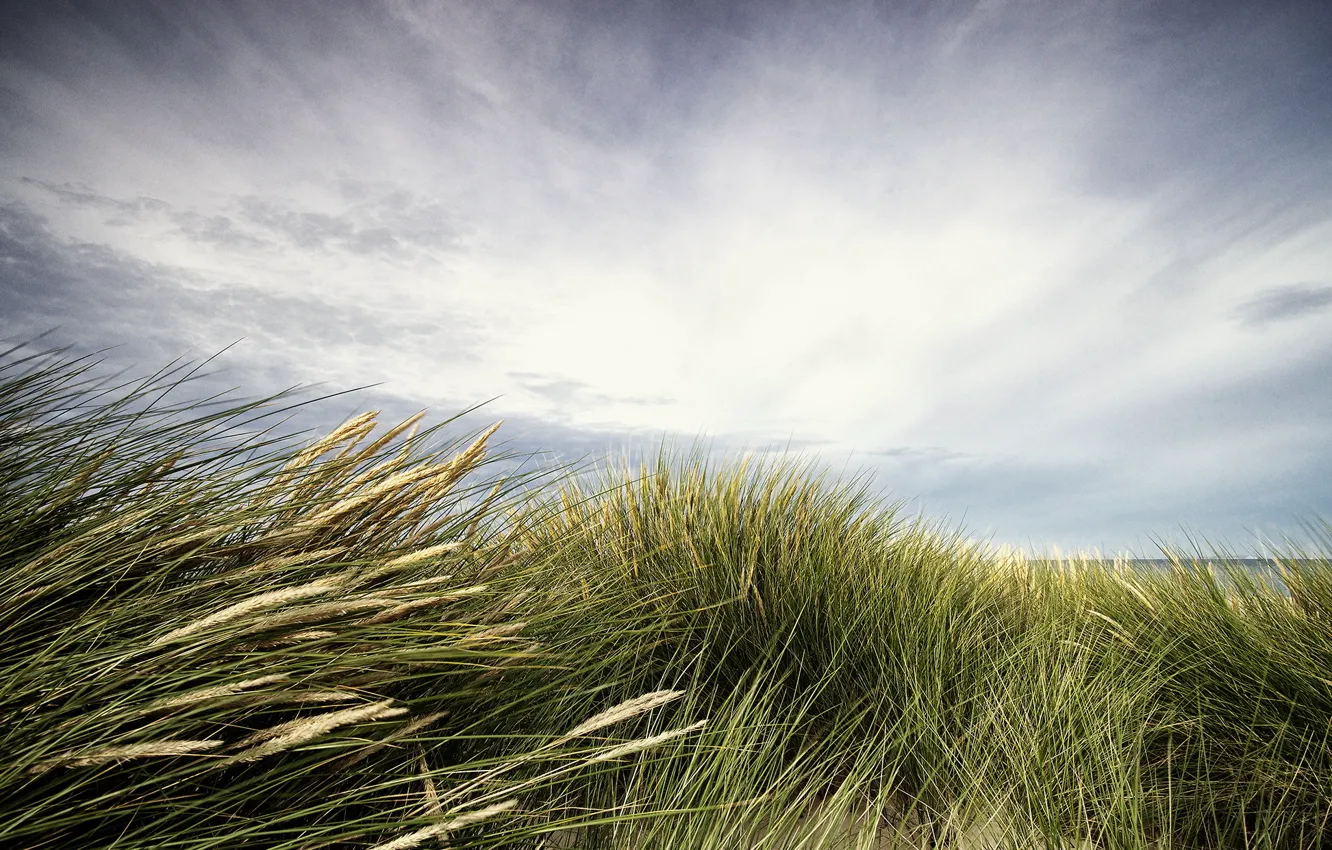 Photo wallpaper sea, beach, grass