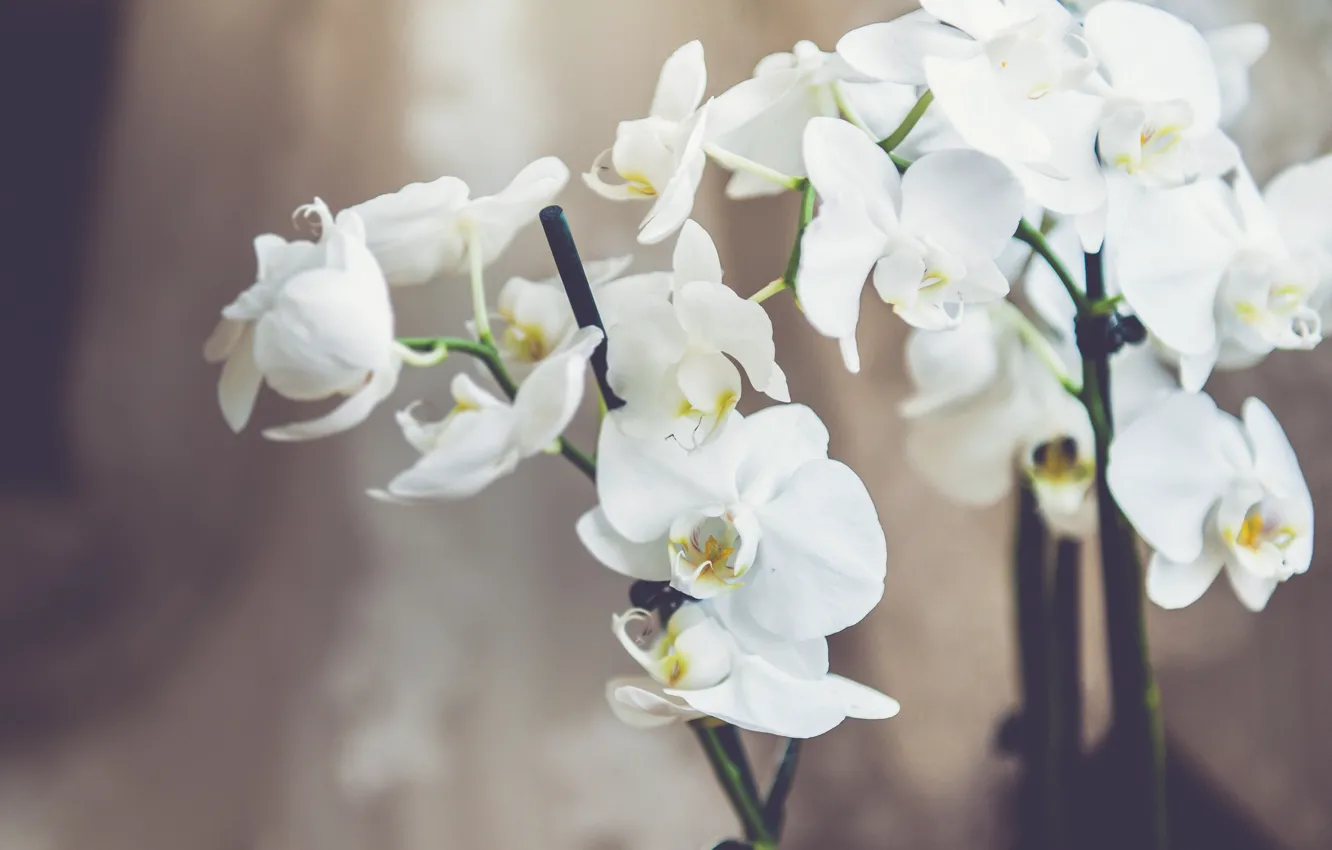 Photo wallpaper flowers, white, Orchid