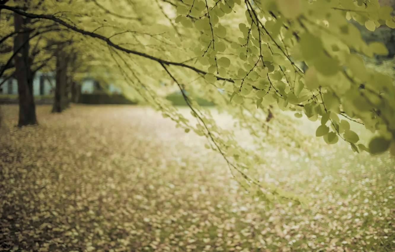 Photo wallpaper autumn, branches, tree, street, foliage, the mood of autumn