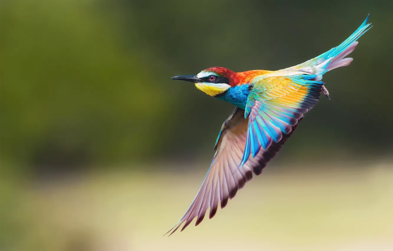 Photo wallpaper background, bird, wings, flight, Golden bee-eater