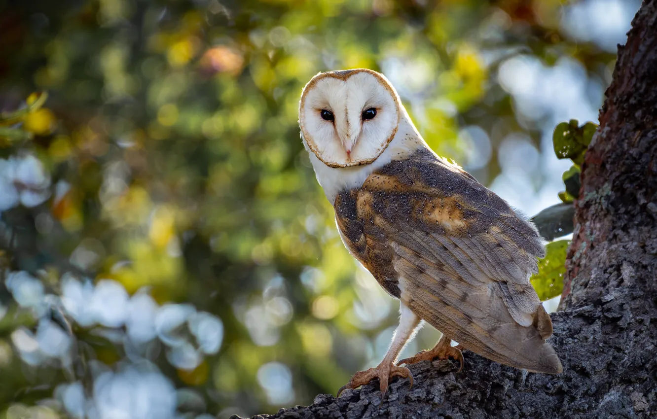 Photo wallpaper trees, nature, owl, bird, bokeh, the barn owl