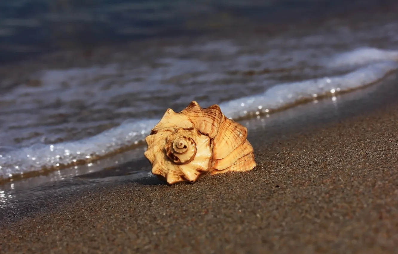 Photo wallpaper sand, beach, shell