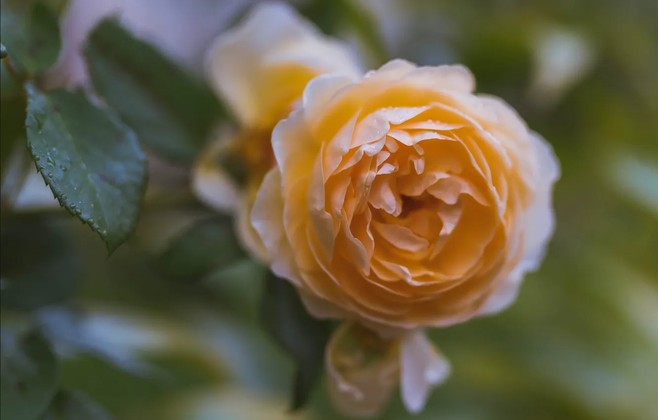 Photo wallpaper macro, roses, buds, bokeh, yellow rose