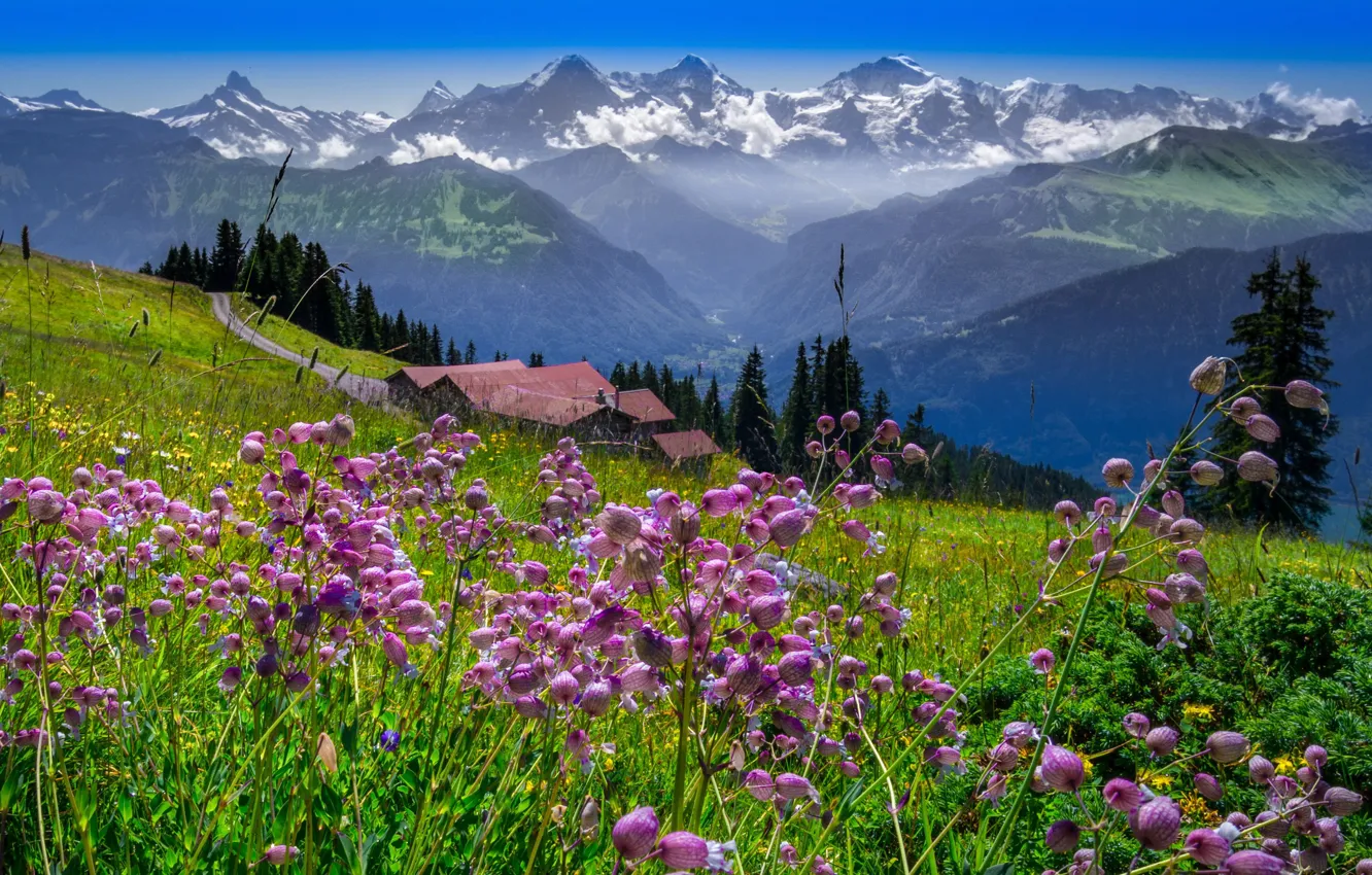 Photo wallpaper grass, landscape, mountains, nature, home, Switzerland, meadow, highlands