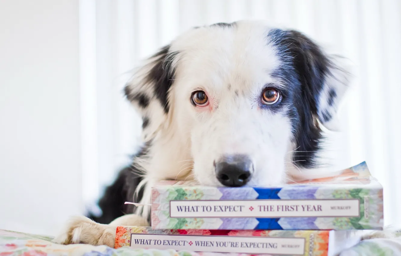 Photo wallpaper look, dog, book