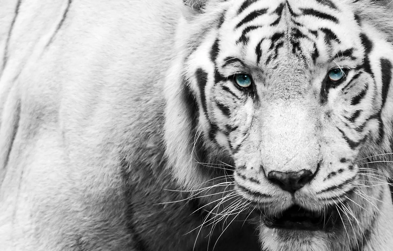 Photo wallpaper look, face, tiger, black and white