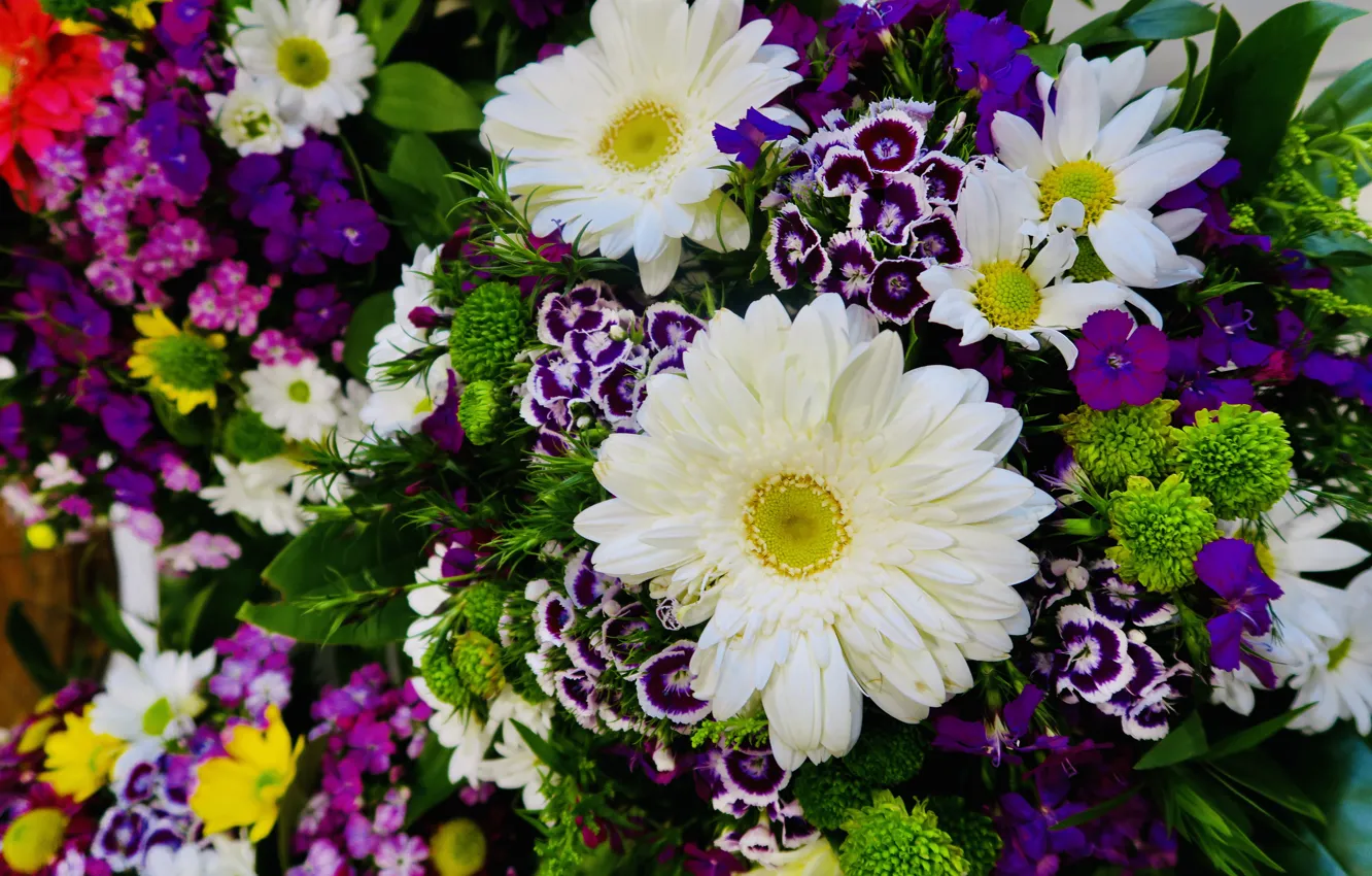 Photo wallpaper purple, macro, flowers, yellow, green, bright, chamomile, bouquet