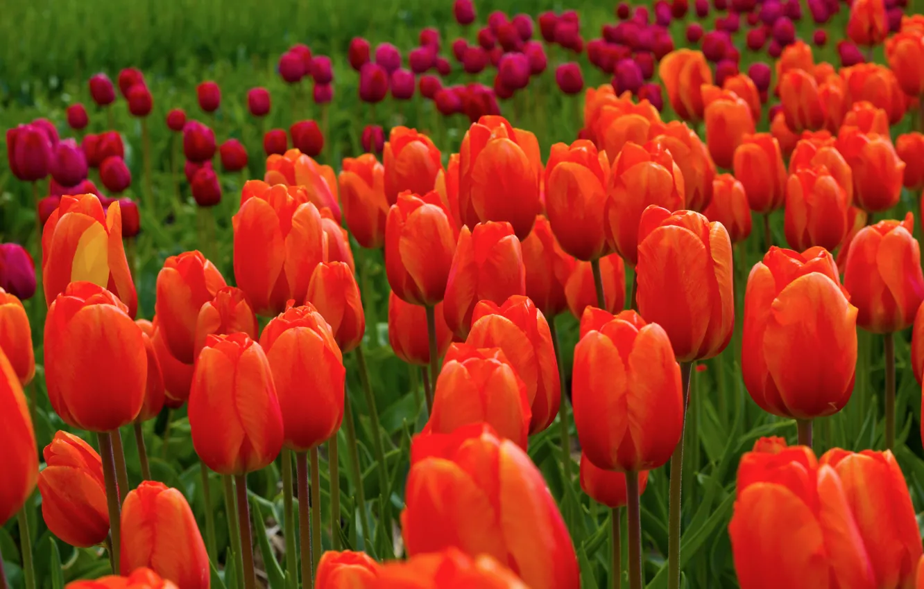 Photo wallpaper field, flowers, nature, tulips, red, pink