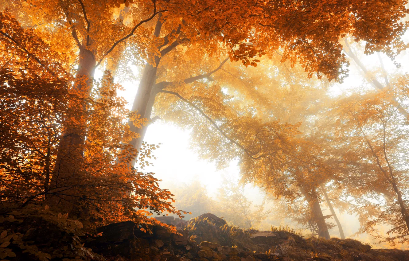 Photo wallpaper Nature, Autumn, Trees, Seasons