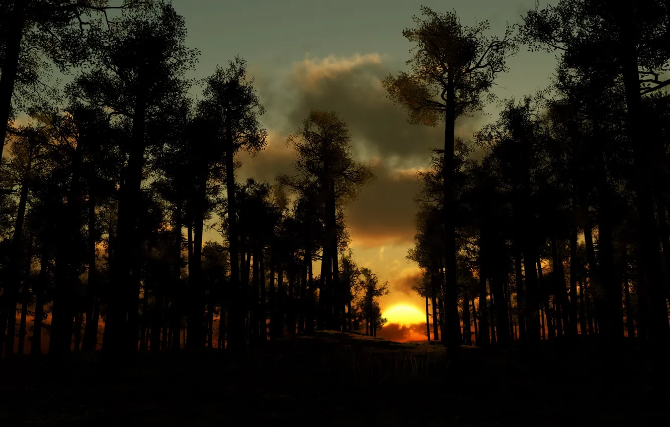 Photo wallpaper forest, trees, clouds, the evening, Sunset