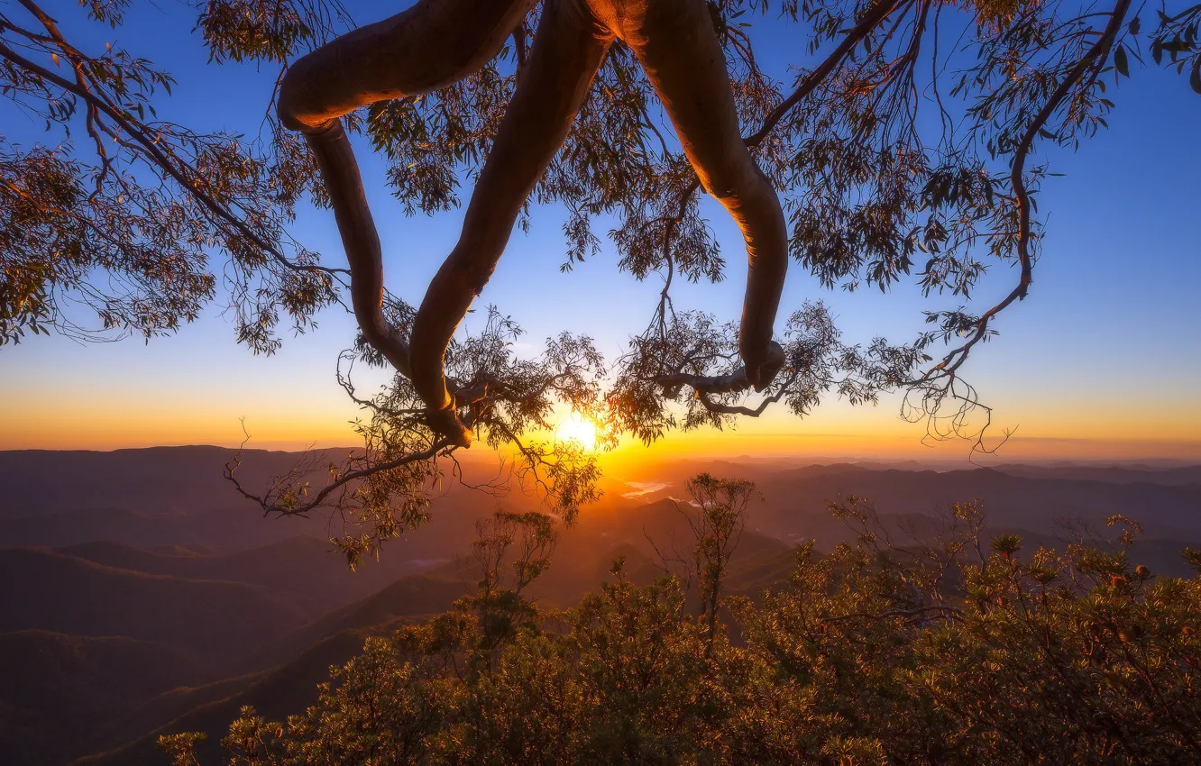 Photo wallpaper trees, sunset, mountains, branches, Australia