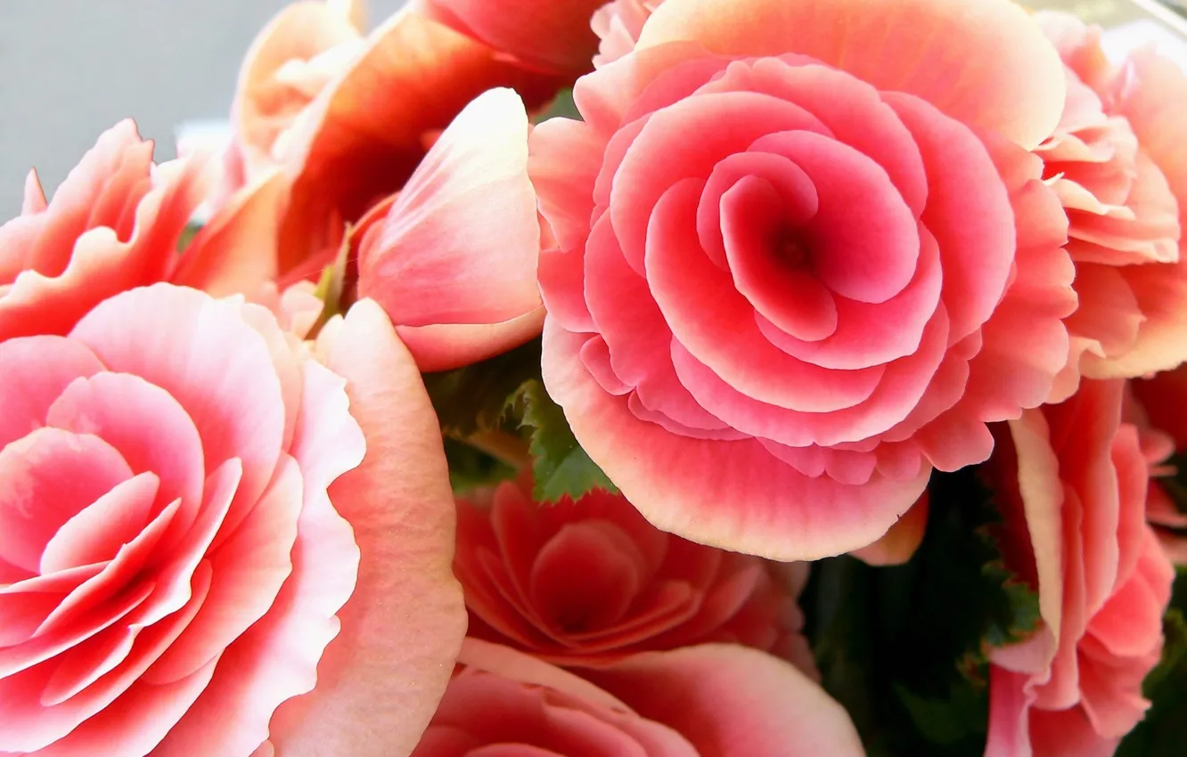 Photo wallpaper roses, bouquet, pink