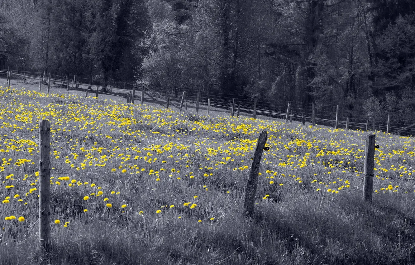 Photo wallpaper field, dandelion, the fence