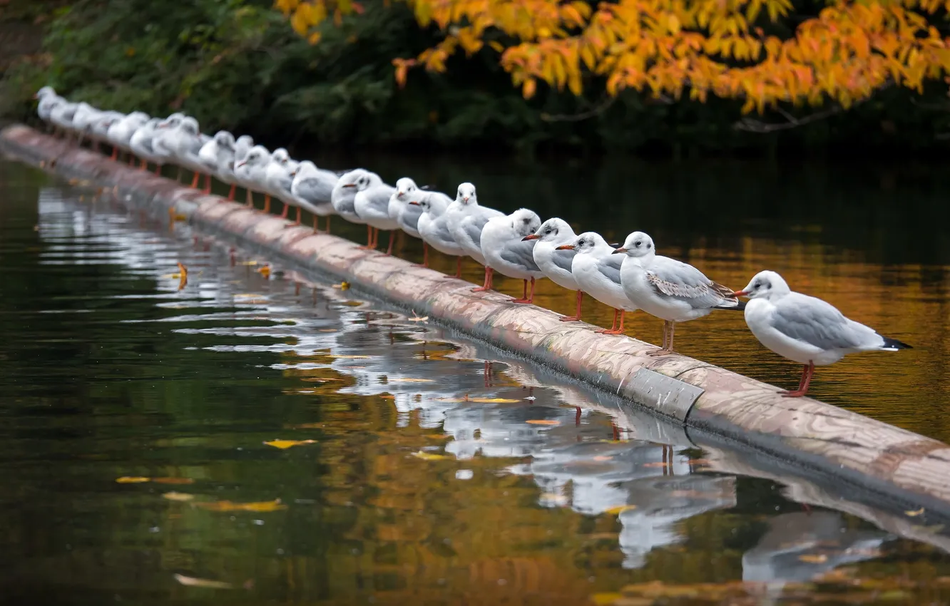 Photo wallpaper autumn, birds, river