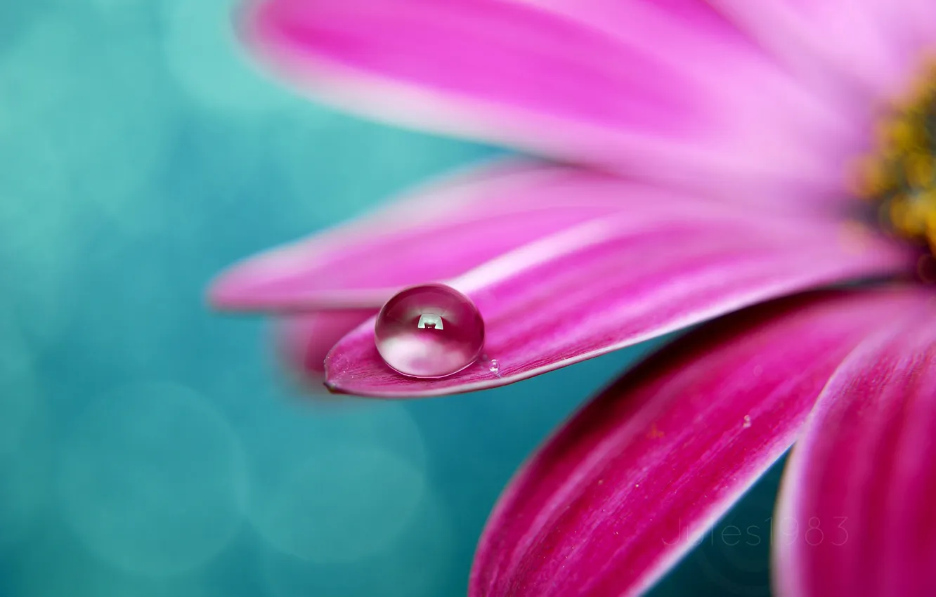 Photo wallpaper drops, macro, flowers, photo, plant, petals, brightness