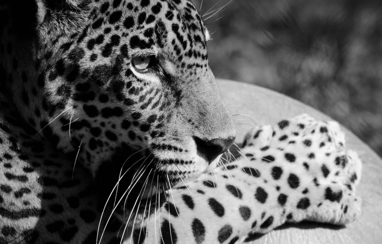 Photo wallpaper face, paw, predator, Jaguar, profile, black and white, wild cat