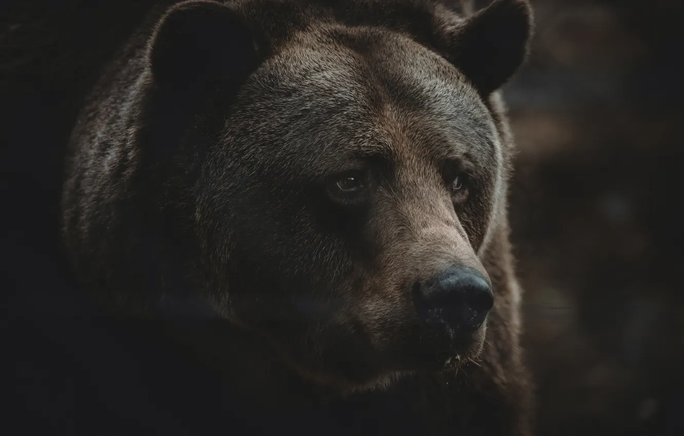 Photo wallpaper predator, brown, brown bear