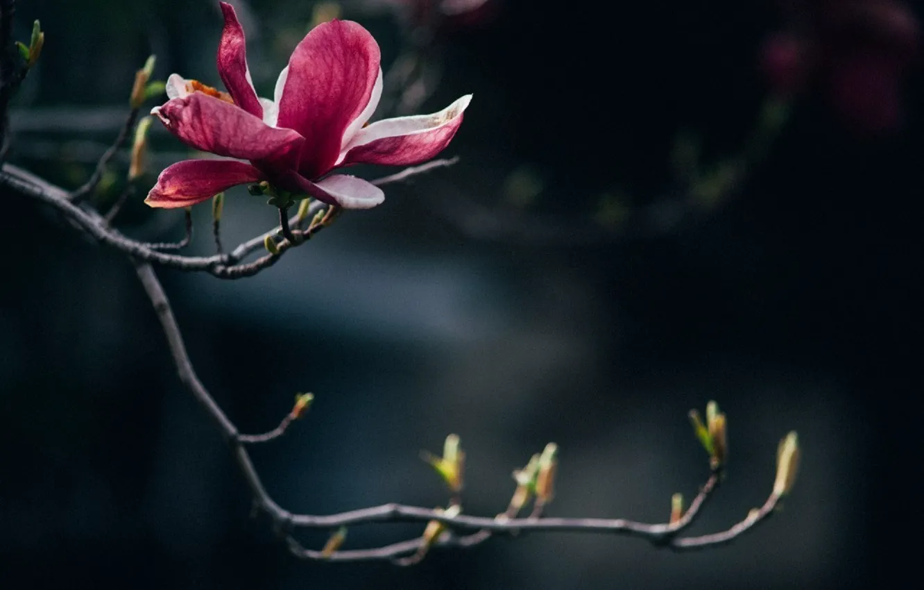 Photo wallpaper flowers, sprig, one, pink, kidney