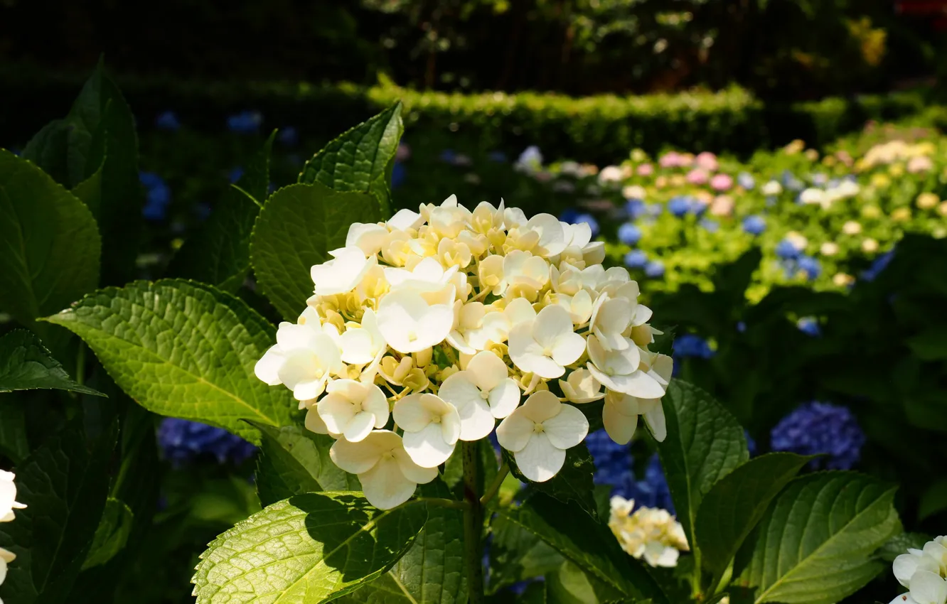 Photo wallpaper flowering, flowers, the bushes, hydrangea