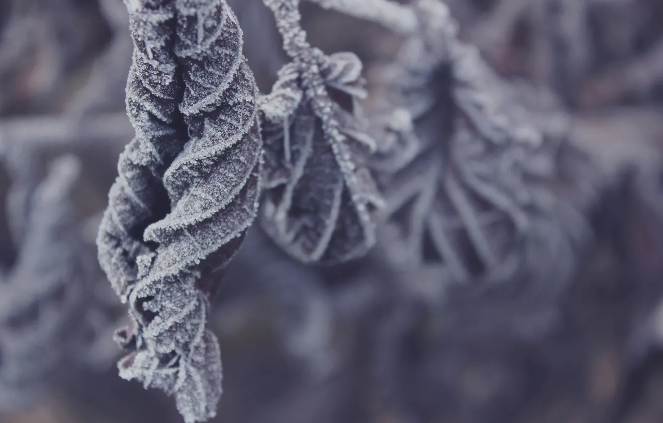 Photo wallpaper cold, winter, frost, leaves, dry