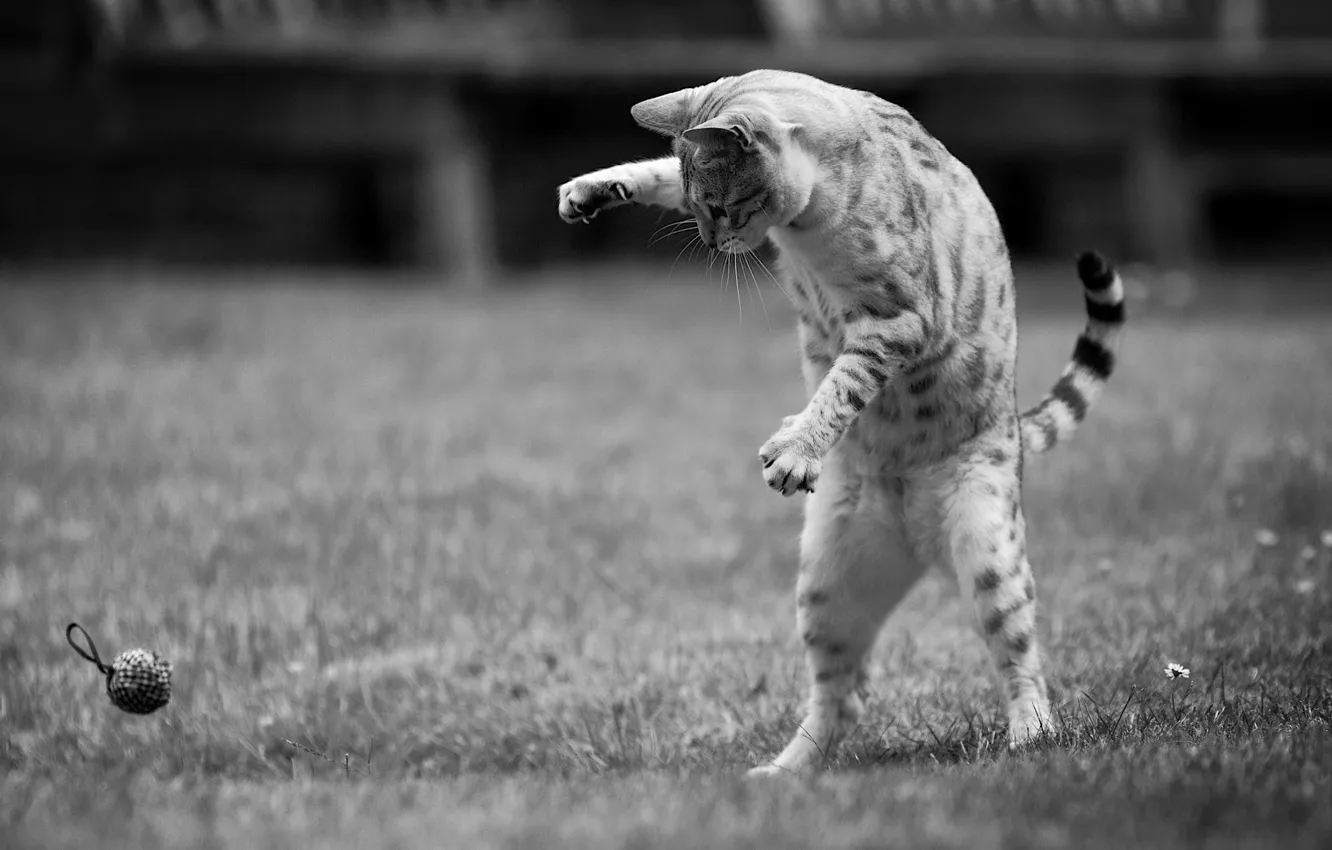 Photo wallpaper cat, pose, toy, lawn
