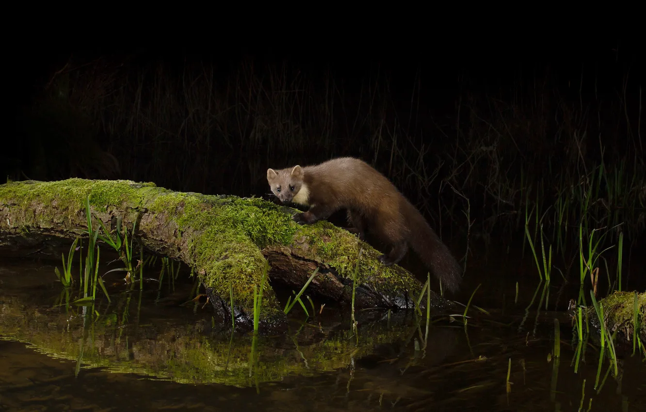 Photo wallpaper grass, look, trees, night, nature, pose, pond, darkness