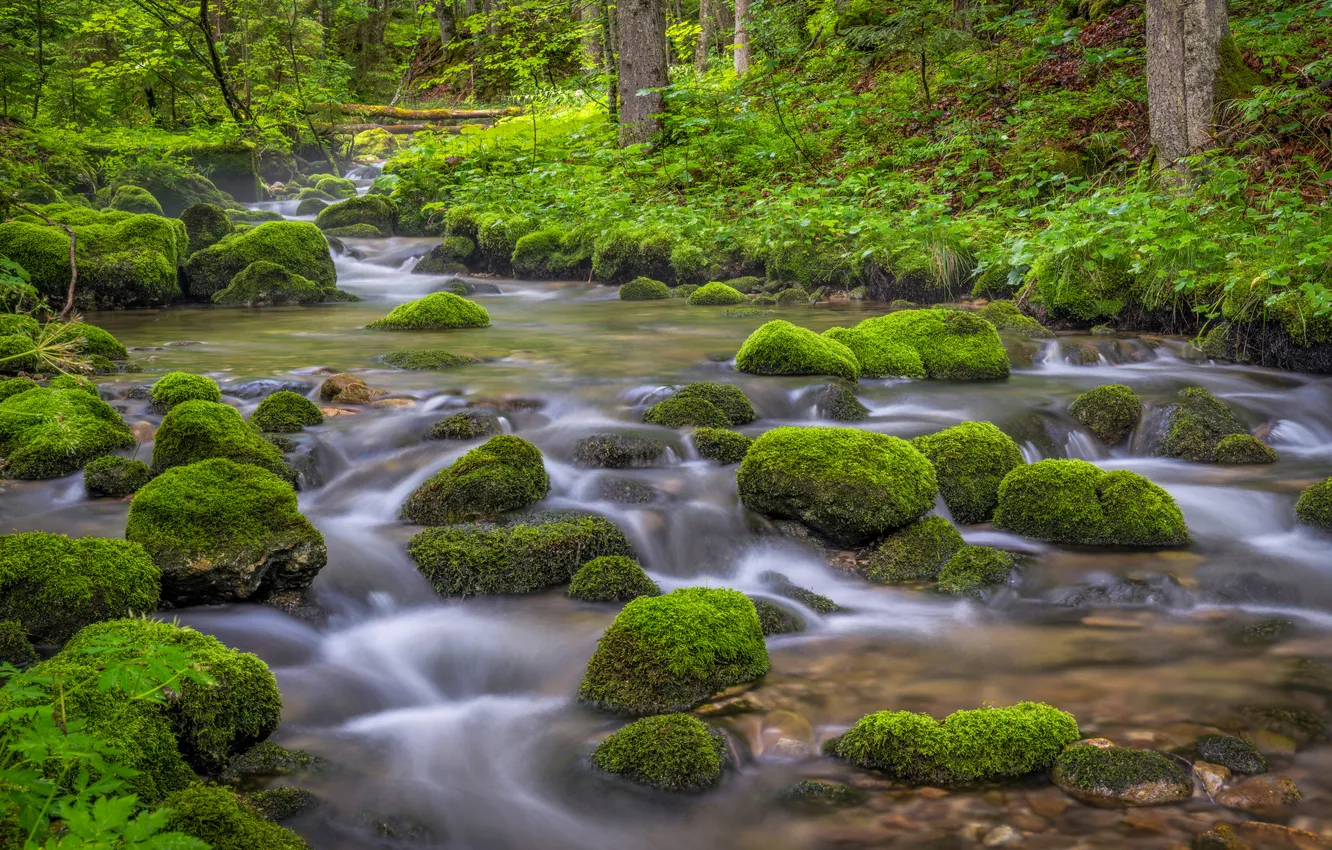 Photo wallpaper forest, stones, moss, river