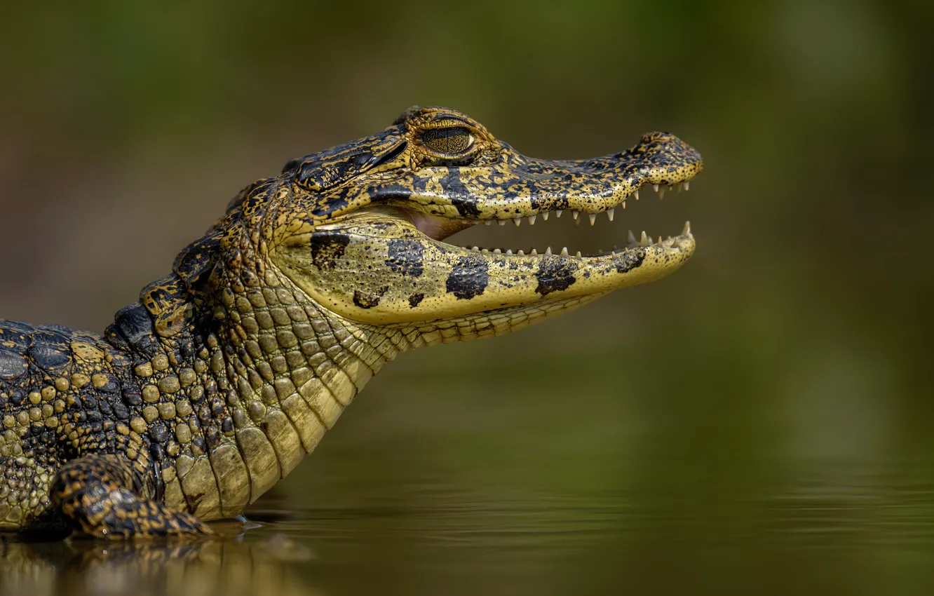 Photo wallpaper water, bokeh, Caiman, The Paraguayan Caiman