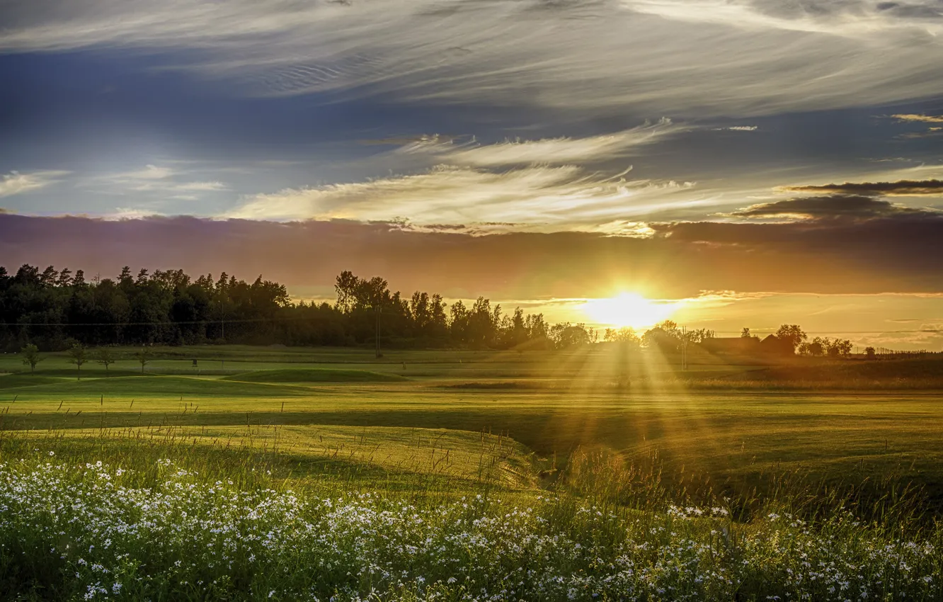 Photo wallpaper field, the sky, grass, trees, sunset, flowers, chamomile, the rays of the sun