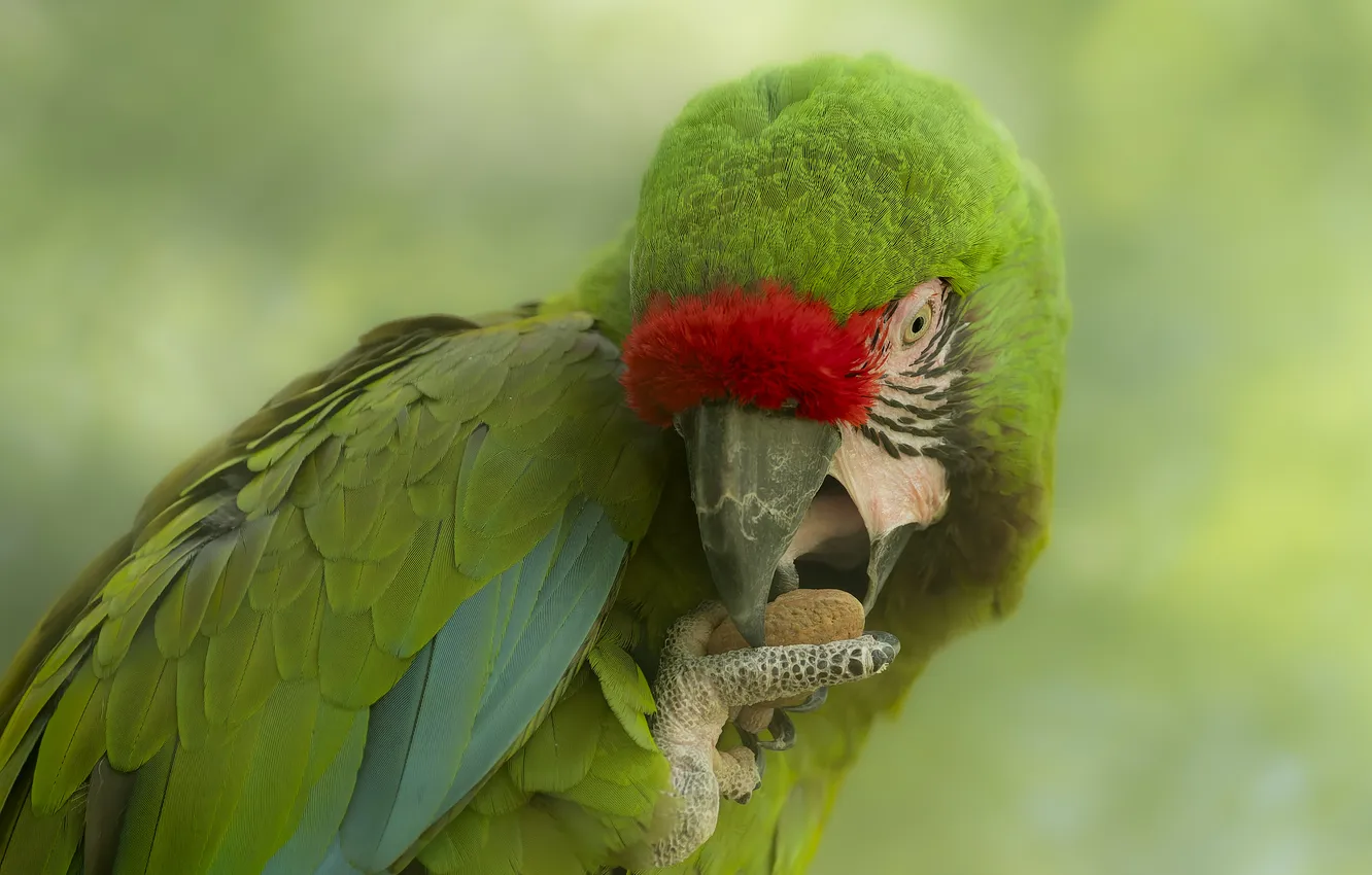 Photo wallpaper pose, green, background, parrot, bokeh, Ara, meal
