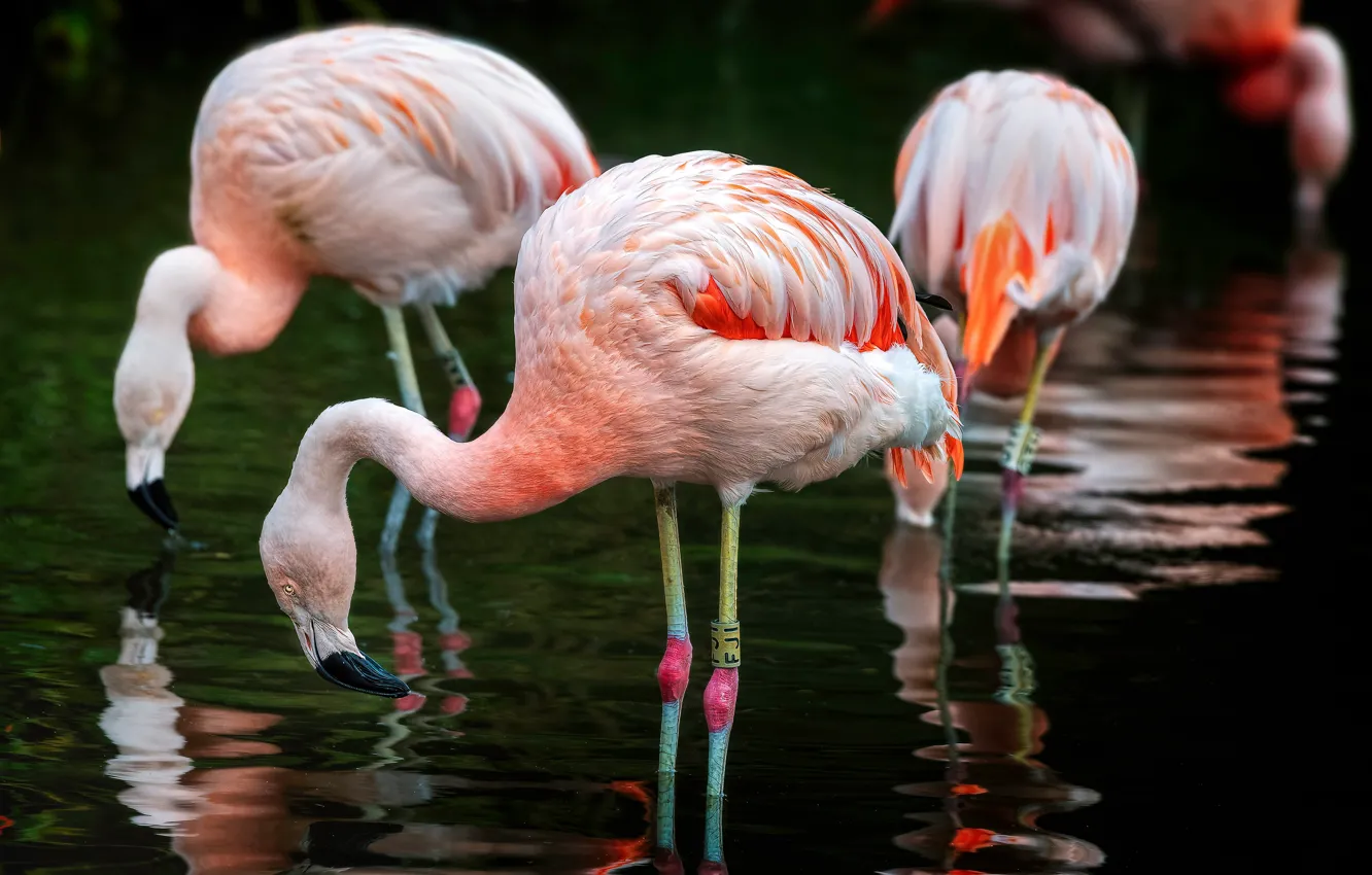 Photo wallpaper birds, pink, Flamingo, pond