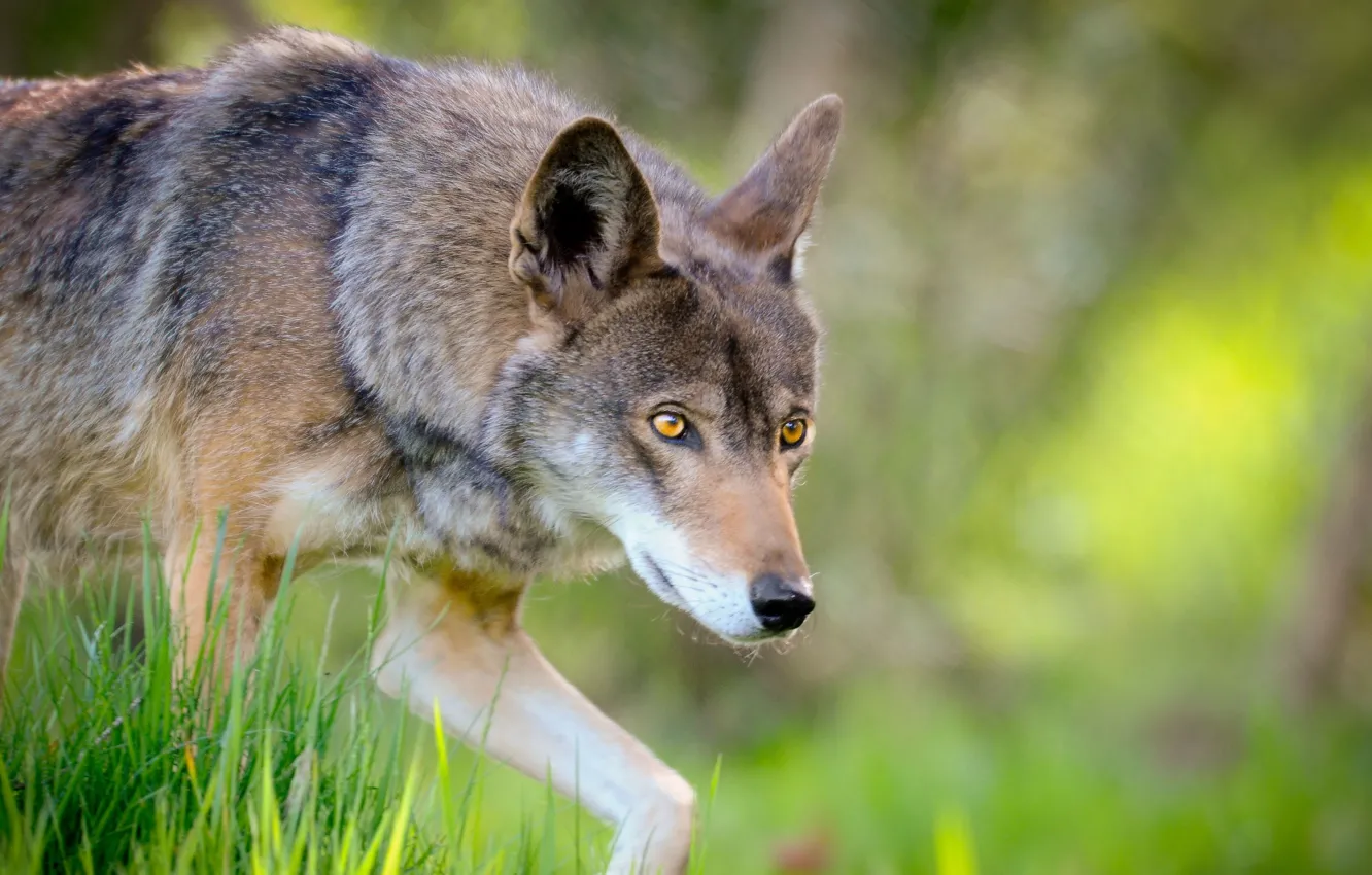 Photo wallpaper Predator, nature, animal, wolf, wildlife, portrait, carnivore, portrait.