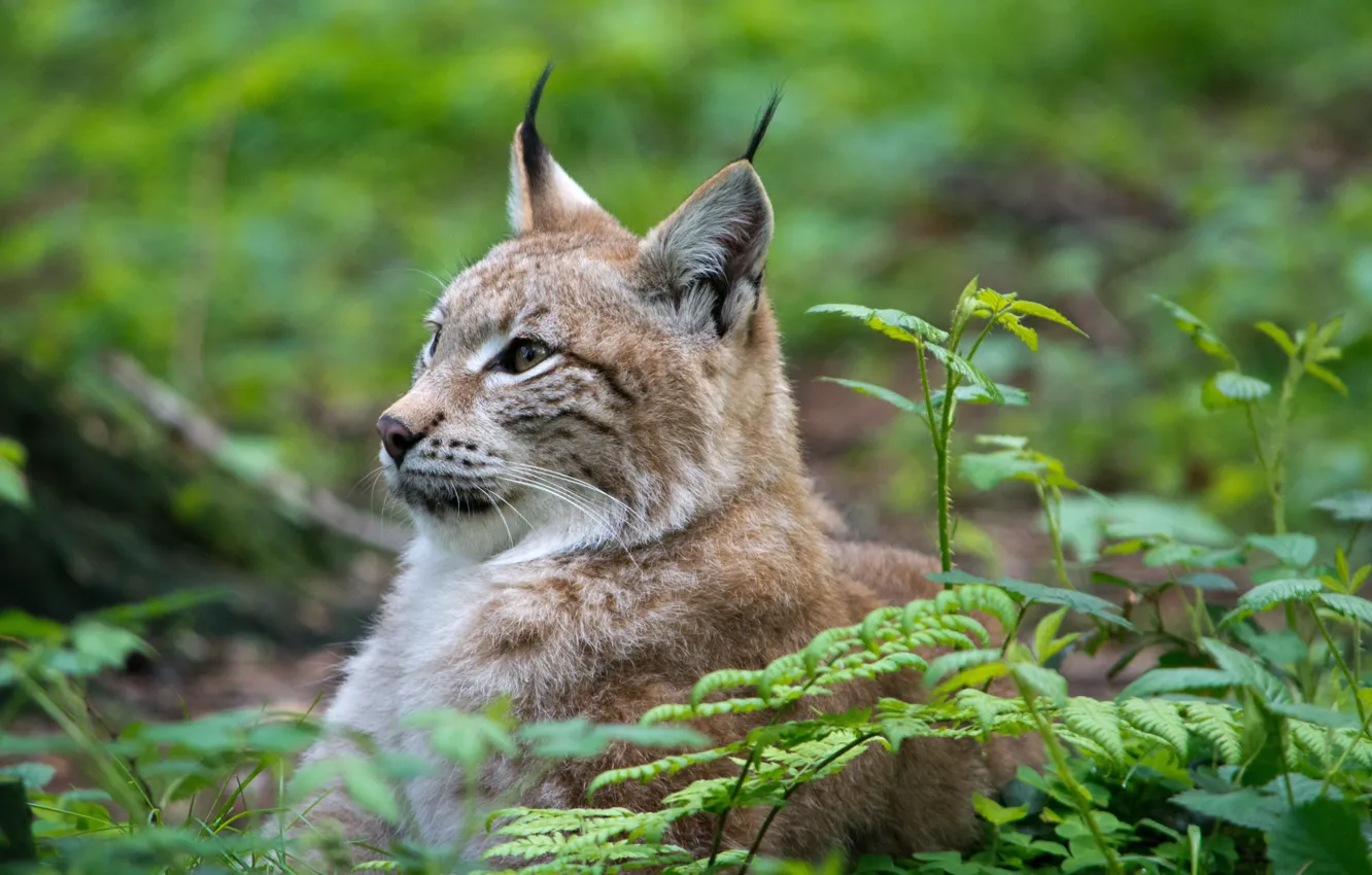 Photo wallpaper cat, grass, face, profile, lynx