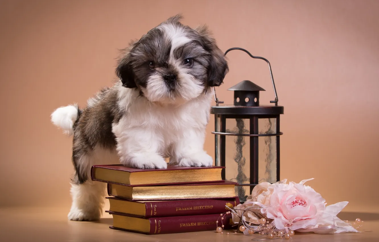 Photo wallpaper lights, puppy, book, Shih Tzu