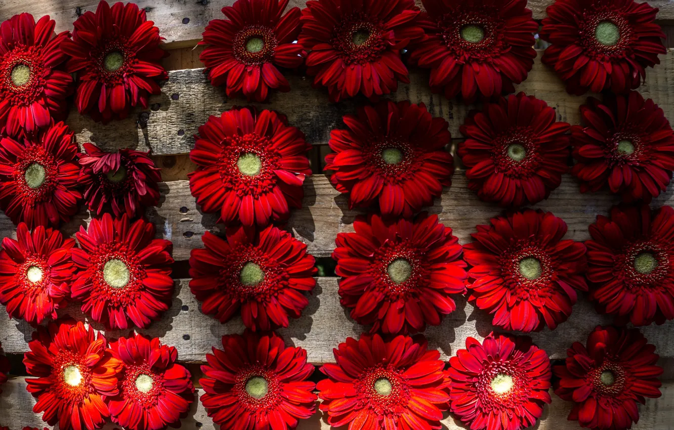 Photo wallpaper macro, flowers, background, gerbera