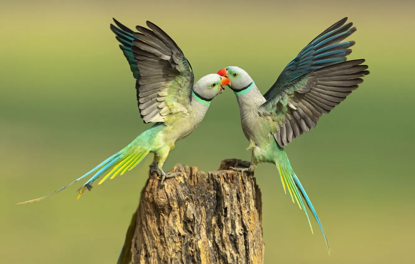 Photo wallpaper birds, pose, background, bird, stump, wings, feathers, parrot