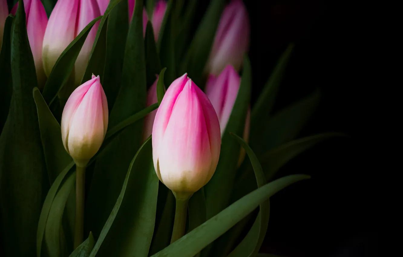 Photo wallpaper flowers, background, black, tulips, pink