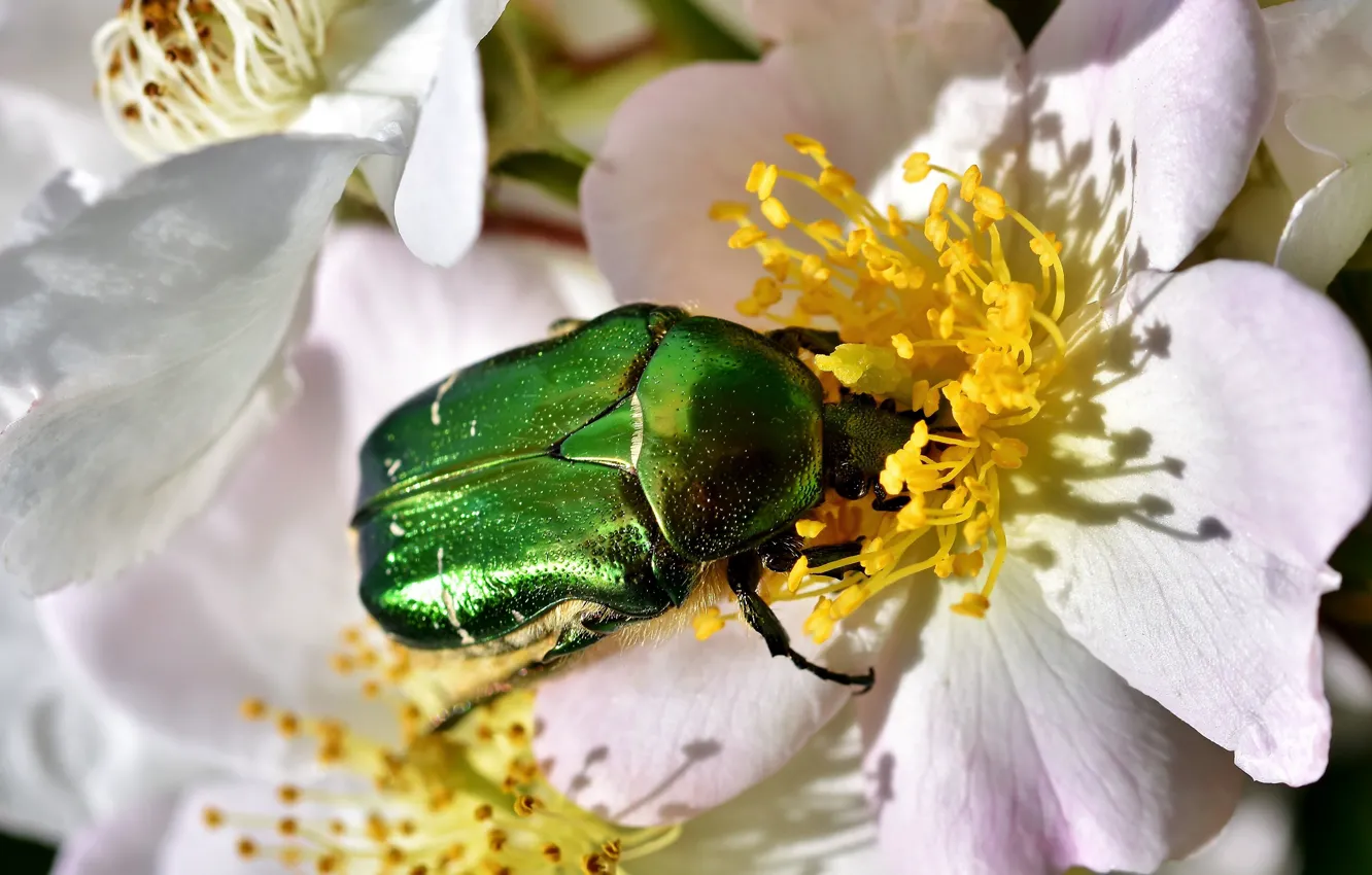 Photo wallpaper summer, macro, flowers, green, beetle, spring, briar, insect