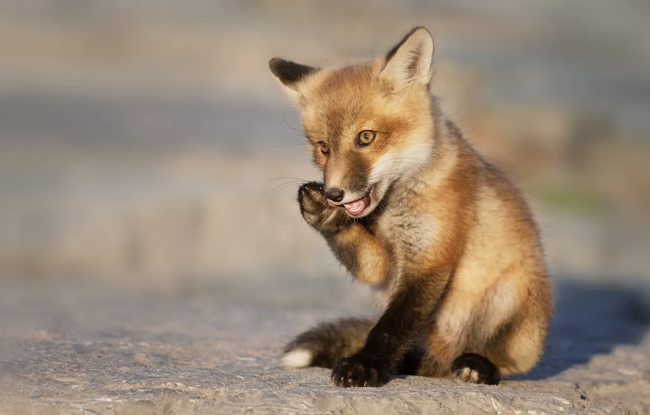Photo wallpaper background, Fox, cub, Fox, Vladimir Morozov