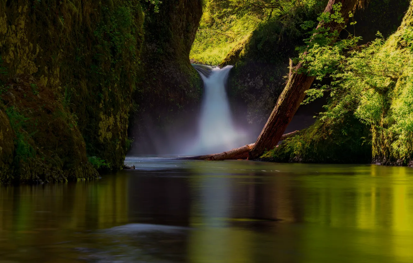 Photo wallpaper forest, summer, light, trees, branches, nature, shore, vegetation