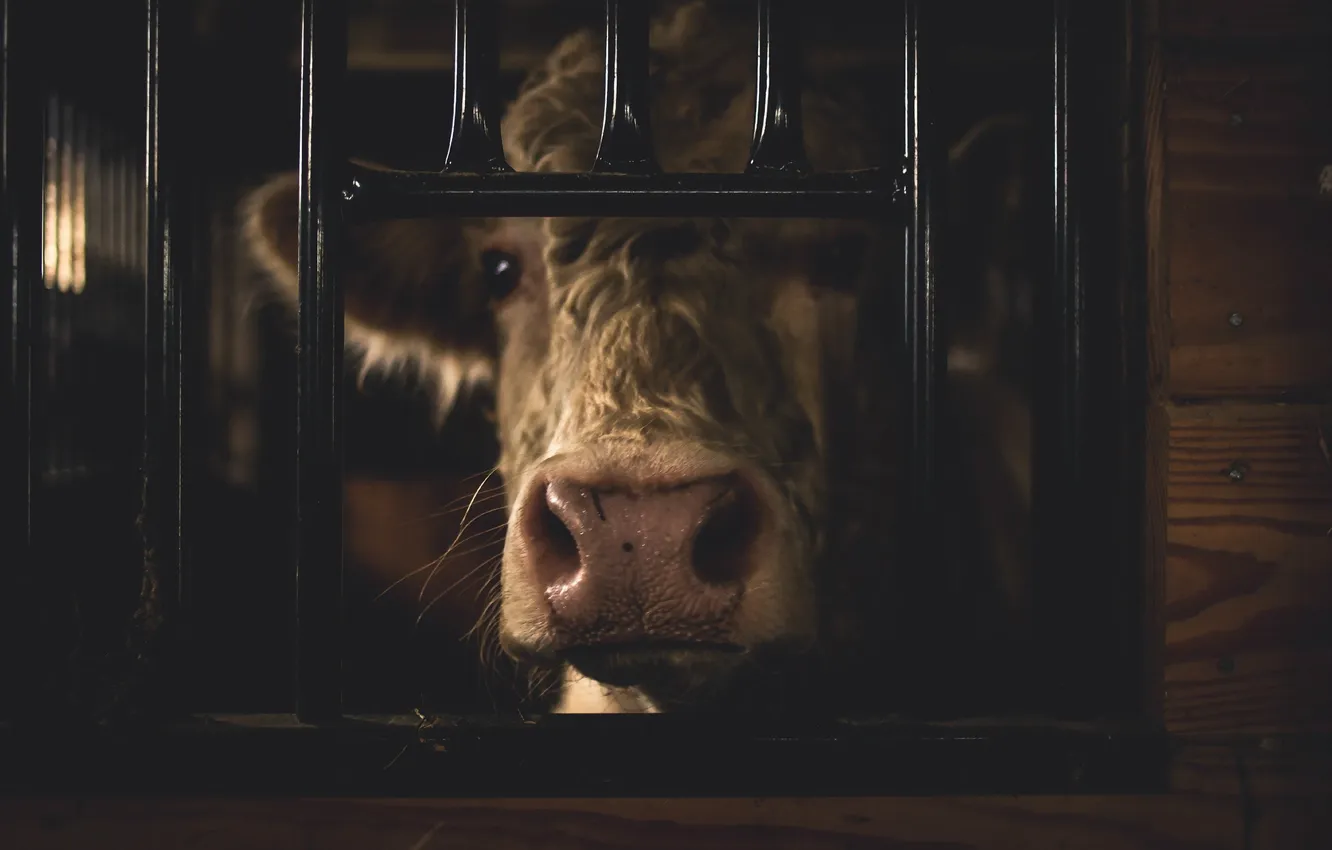 Photo wallpaper face, background, cows