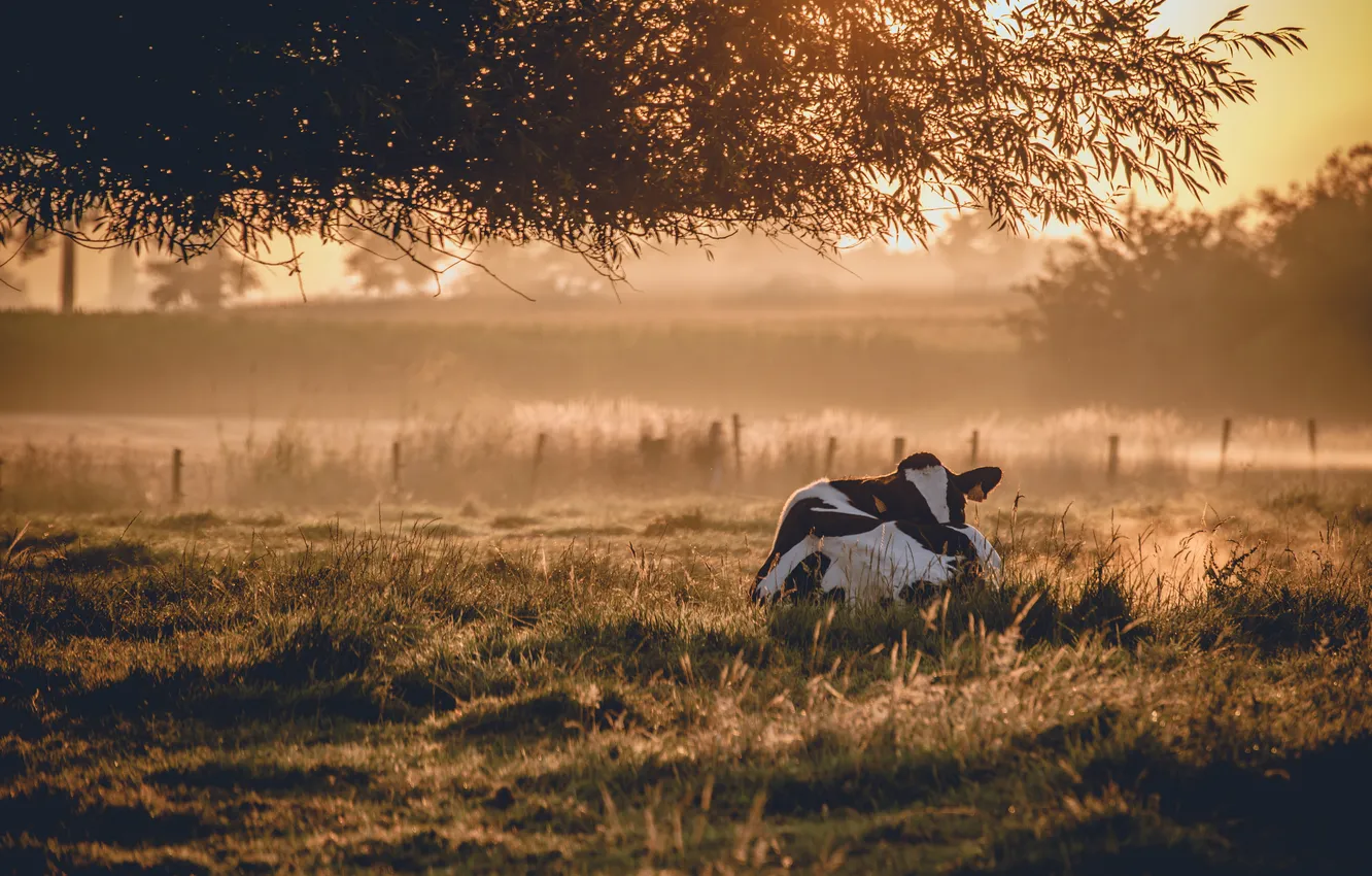 Photo wallpaper fog, morning, cows