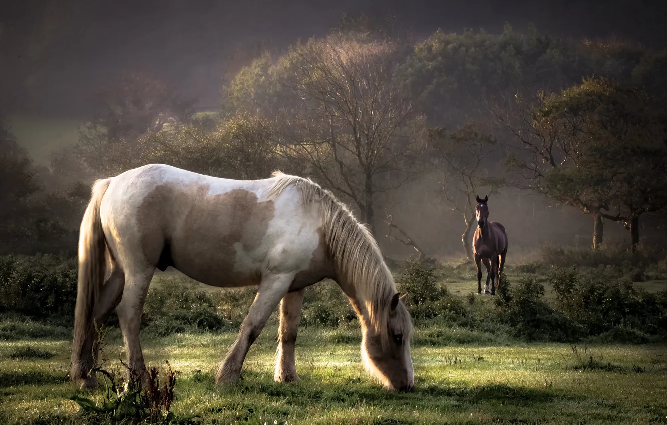 Photo wallpaper autumn, fog, morning, horse, pasture