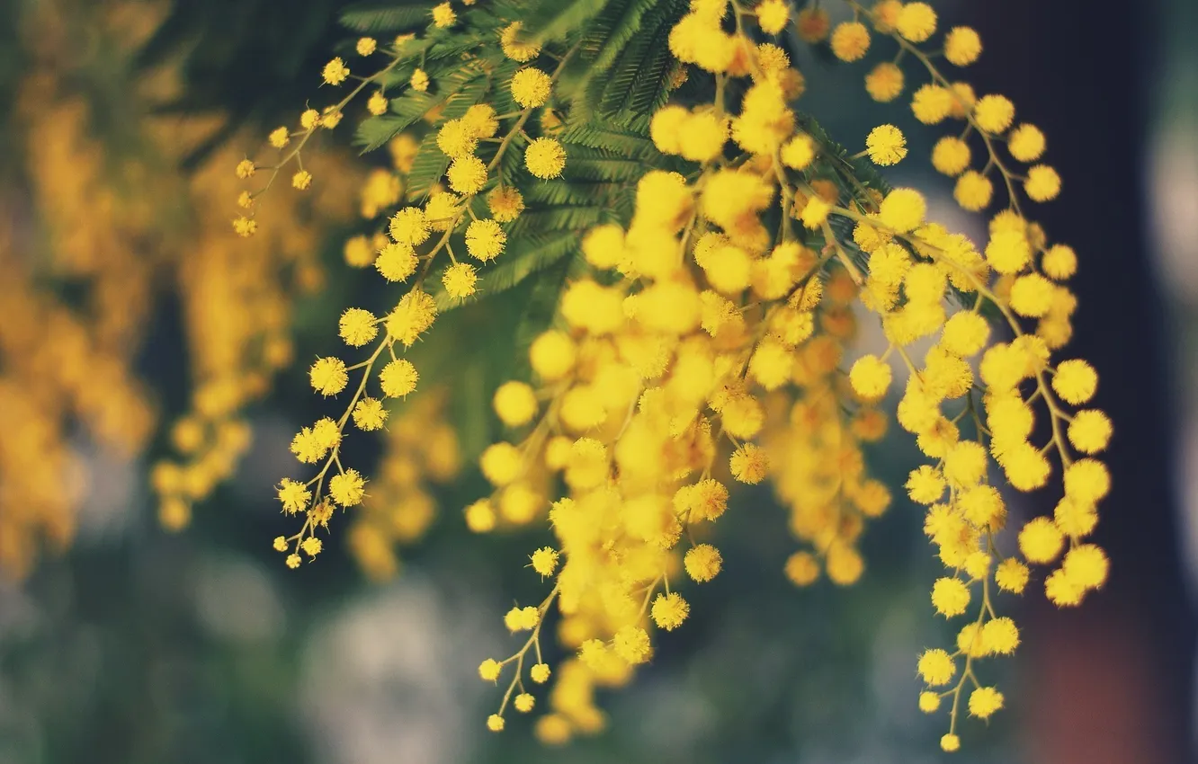 Photo wallpaper flowers, yellow, Mimosa