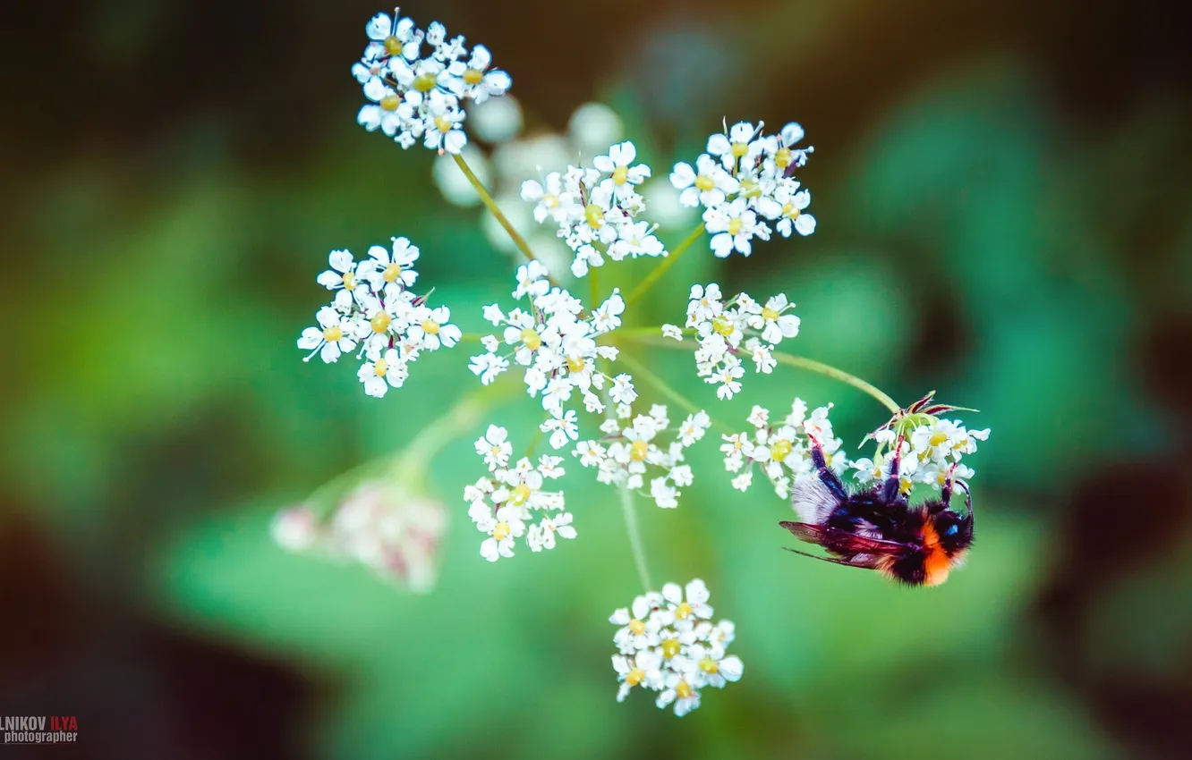 Photo wallpaper macro, bee, photographer, photography, photographer, Tselovalnikov Ilya