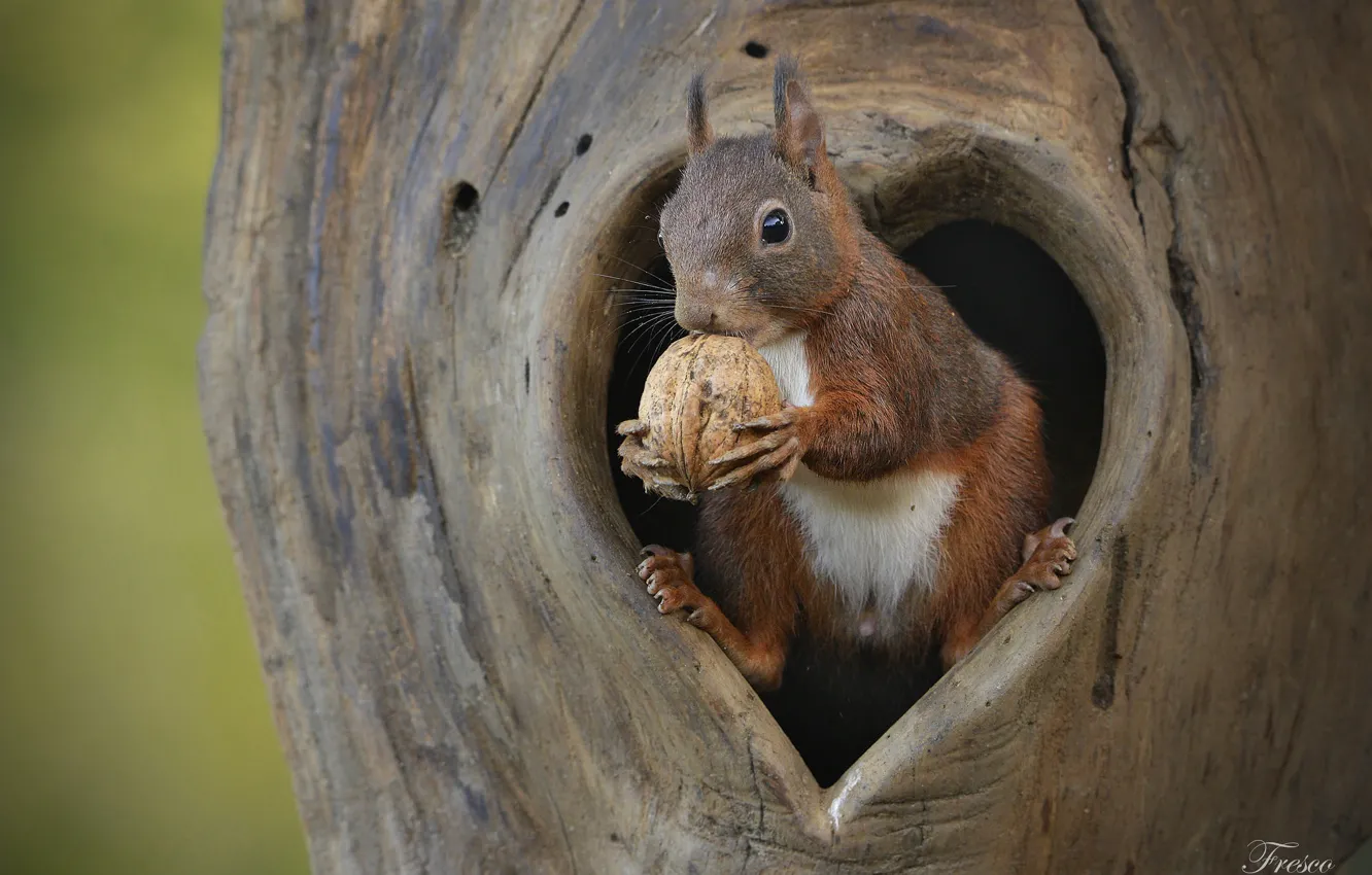 Photo wallpaper protein, nuts, the hollow