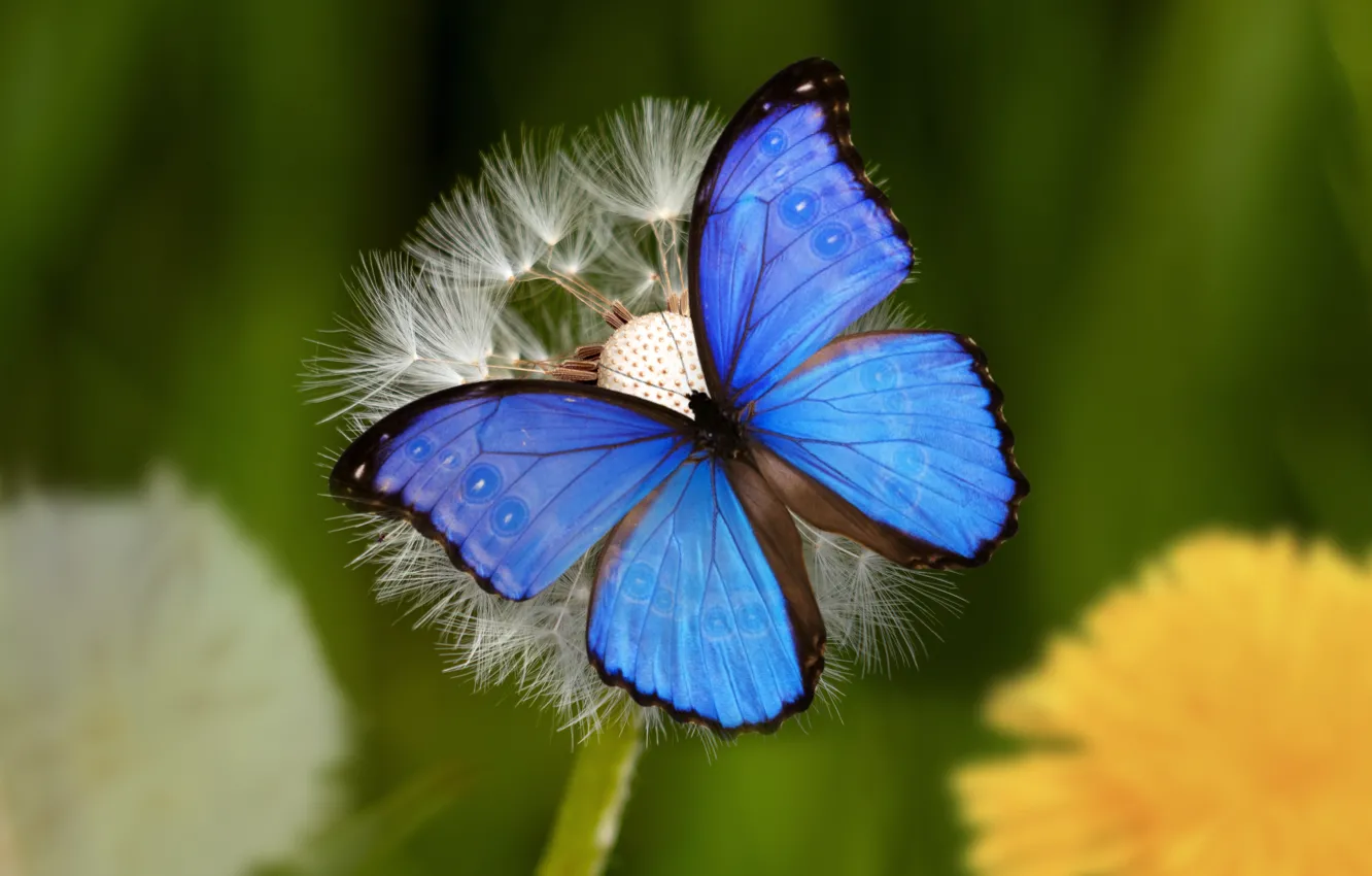 Photo wallpaper butterfly, garden, insect, Dandelion seed