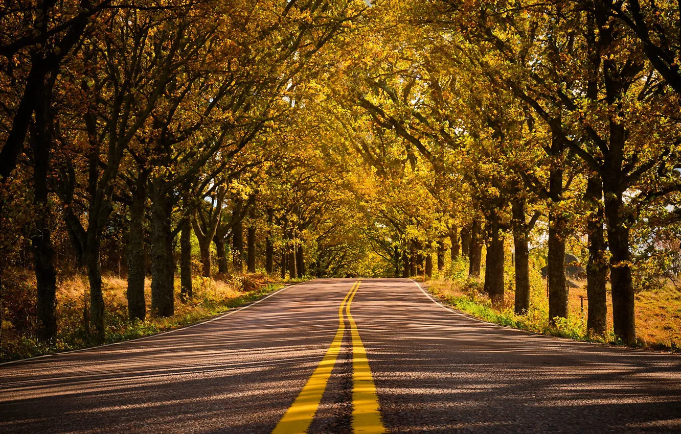 Photo wallpaper road, autumn, trees